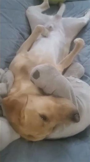 The sun's up! Wake up, Lu! 🐕🥰