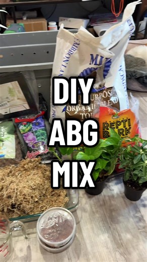 Since it was damn near impossible to find a reliable DIY ABG recipe anywhere, I made one for you 🫶 this recipe fits perfectly into an 18x18x24 glass front-opening enclosure, giving you 3-4 inches of substrate with plenty leftover for making mounds or whatever. ⬇️Recipe⬇️ ✅1 gallon of spring water (ONLY spring water!) ✅30cups (7.5L, 8 quarts) of dry organic topsoil ✅One 4 quart bag of ReptiBark (you can also use kiln-dried organic orchid bark, NOT ORCHID MIX!!!) ✅One 2 quart bag of horticultural