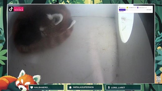 Relax with Red Pandas! 💖✨| Edmonton Valley Zoo Red Panda Enclosure & Nest Box Camera Highlights !kiki !tango !pandaguide