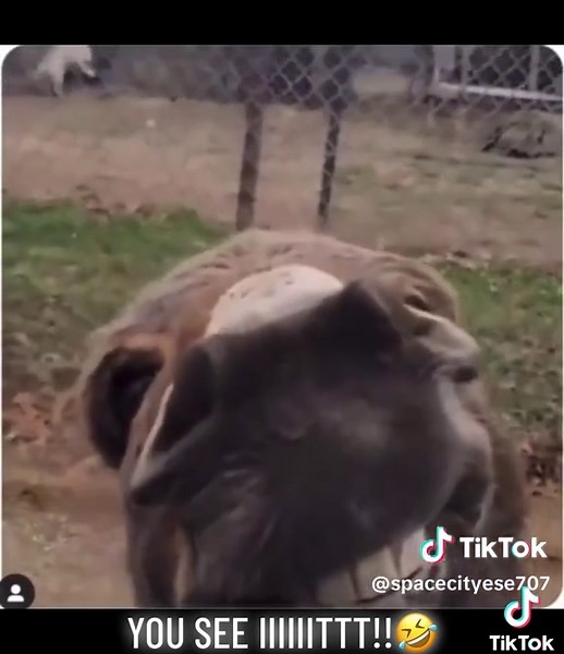 spacecityese707 on TikTok