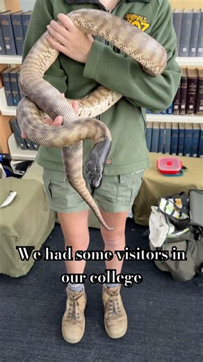 Australian wildlife #python #possum #crocodile #bird #dogshorts #petlove