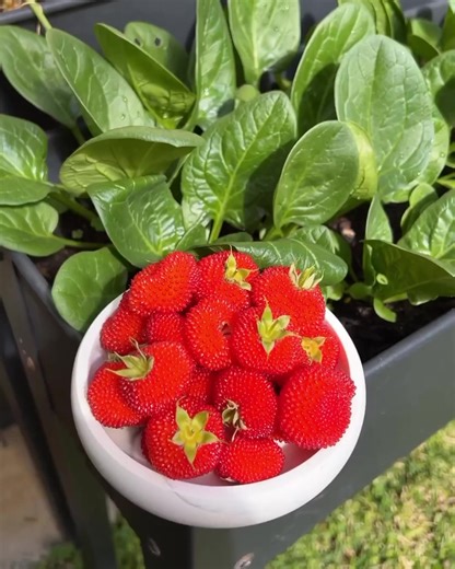 2.2K views · 62 reactions | Atherton Raspberry plant are back in...