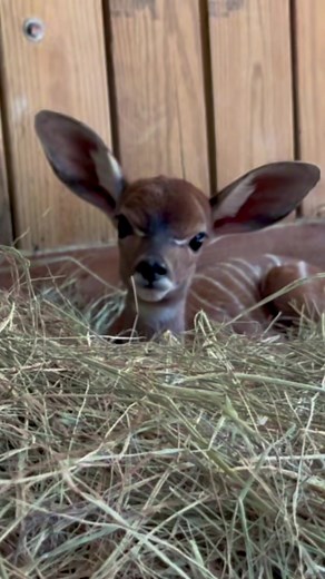 Adorable Baby Kudu at the Zoo