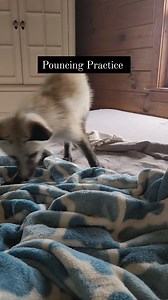 There isn't anything much cuter than fox kits practicing their pouncing! Both these little boys were surrendered to us by families who had purchased them as pets, but within 24 hours discovered they were not able to stay. One, because the state they lived in, having a captive bred fox was illegal and the other the little boy wasn't a good fit for the environment. Sharing your life with a fox entails so much more than loving their adorable face. Legality is a huge part, along with a knowledge and