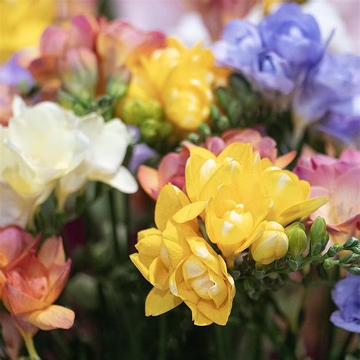 15 Freesia Doubles Mix Bulbs, Fragrant Spring Flower Mix, Colorful Garden Blooms, Cut Flower Plant for Beds Borders Containers - Etsy