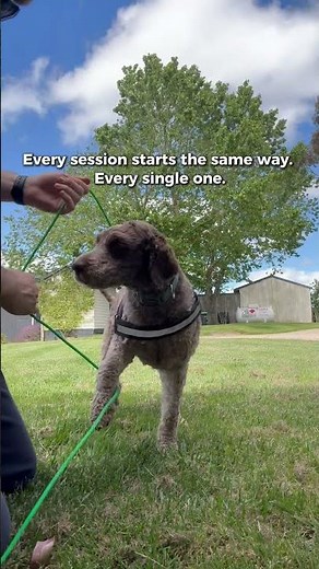 How We Start Every Truffle Dog Training Session (Lagotto Romagnolo System)