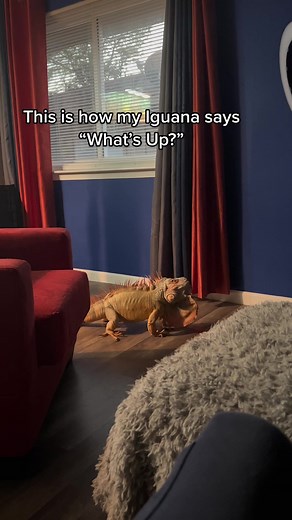 Understanding Iguana Behavior and Sounds