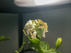 Chameleon Behavior: Skin Shedding