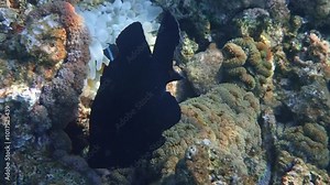 Redmouth grouper or red flushed cod (Aethaloperca rogaa), belongs to the family Serranidae. In the Red Sea inhabits coast coral reefs and lagoons, endangered and occurs in low abundance