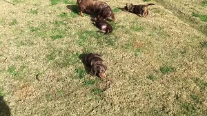 Piglets babies We have had 2 cancellations we have two little dapple. girls available If you’re interested you will have to ring me puppies areClicker trained sit drop touch twirling recall and I getting used to the car raw food diet they will come with the first vaccination microchip and blood test vet check twice on limited register with a D sexing contract these girls are not for breeding They are using a kitty litter tray to go to the toilet as well that using a doggy door to go outside to t