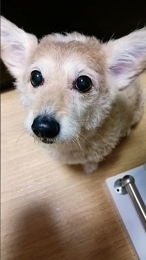 私 のワンちゃん 何言ってるかな?# #バイラルショート