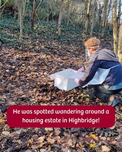 🎄 On the first day of Christmas, nature gave to me… 🎶 …a red-legged partridge where he really shouldn’t be. This handsome little partridge was spotted wandering around a housing estate in Highbridge recently — a surprising place for a bird who should be sticking to farmland, grassland and heath. He was calm around people, which might seem sweet, but for a wild bird it’s a worrying sign. Being too comfortable around humans can put him at risk. A kind member of the public got in touch, and our t
