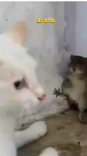 viral kitty on Instagram: "100% cats. 0% anything else. Daily doses of fluff, chaos & cuteness. Follow for your purrfect scroll fix! Hashtags to include in posts or highlights: #CatsofInstagram #MeowMonday #Caturday #FluffyCats #KittenLove #CatLife #Purrfection #FelineFine #CatDaily #InstaCat #CuteCats #TabbyTuesday #ChonkyCats #RescueCat #PurrMachine""