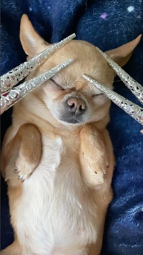 very tingles 🤤 #shorts