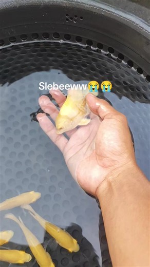 Harga tertinggi angkut😭😭😭😭😭😭😭🗿🗿 #ikanpredator #ikanhias #aquarium #oscar #ikanoscar