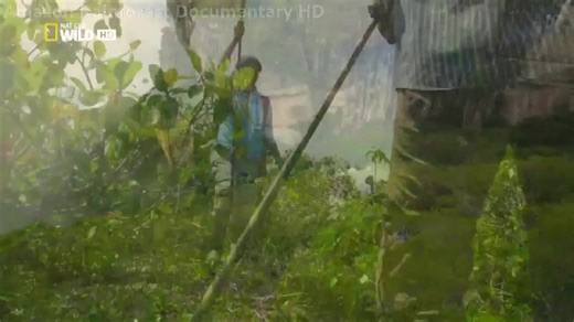 【国家地理】亚马逊雨林（无字幕）Amazon Rainforest - Journey to the Heart of the Amazon