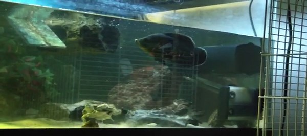 Turtles and Oscar - Freshwater aquarium