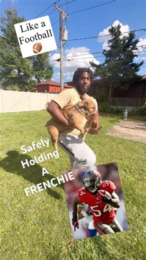 SAFE WAYS TO PICK UP AND HOLD A FRENCHIE DEMONSTRATED HOW TO #frenchie #frenchbulldog