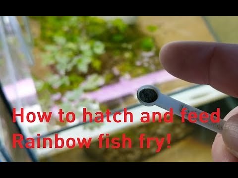 How to Hatch and Feed Rainbow fish fry & Running River Rainbow updates