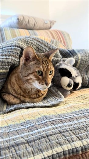 Java Cat snuggles with his raccoon friend! 🥺🦝 #Shorts #BengalCat
