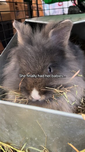 We are so excited for this lionhead doe’s first litter! 9 babies with a beautiful nest and feeding them well! Good girl! . . . #myeggsistentialcrisis #backyardchickens #rabbits #bunny #baby