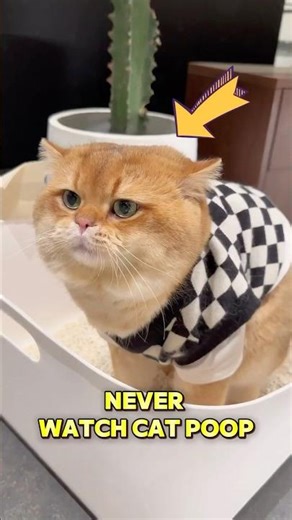 This cat can finally poop