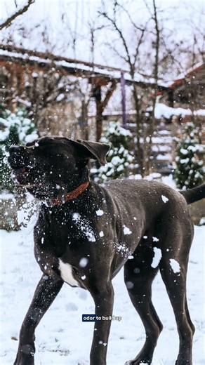 Will your dog's poop freeze in the yard this winter? Yes and we can help! #PetWasteRemovalService