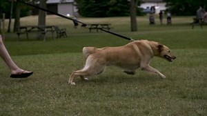 Dog Pulling Owner On Leash Park 库存影片视频（100% 免版税）1029651572 | Shutterstock