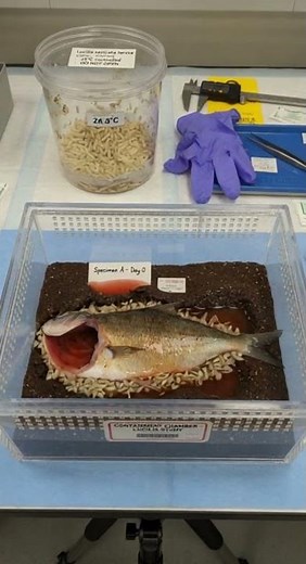 Watch Maggots Decompose a Fish (Scientific Study) #pov #docomentry
