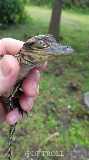 Before and After Shocking Animal Metamorphosis!