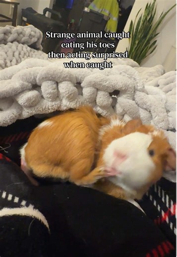 Weird Guinea Pig Caught Eating Its Toes