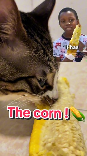 cat_Peetan on TikTok