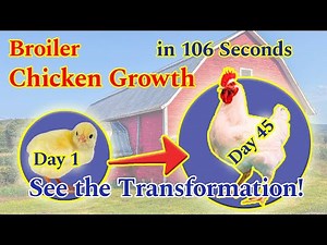 Broiler Chicken Growth: 45 Days in One Video