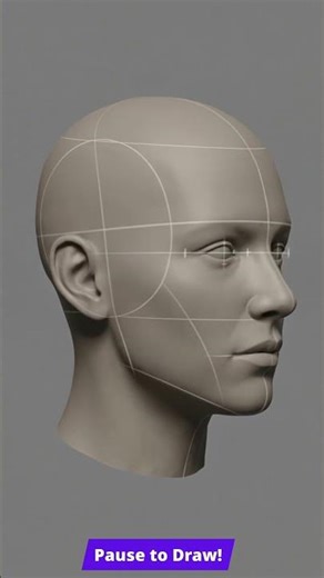 Head Drawing Reference