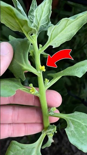 Spinach: When to Harvest Your Own Seeds