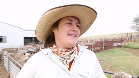 Australia’s wool industry faces century-old challenges as production falls and global demand weakens