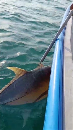 Indian Ocean & Persian Sea Including Makran Sea: Indo-Iranian Waters