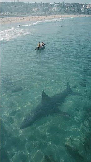 Giant Shark Terrorizes Bondi Beach in Sydney