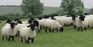 Suffolk sheep - Alchetron, The Free Social Encyclopedia