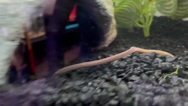 #axolotl #funny #funnyvideos #haha #fyp #trending #fishtok #foryou #pets #fishtank #tiktok #foryourpage #foryoupage #fish