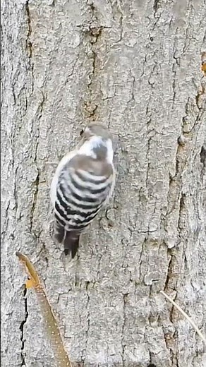 コゲラの鳴き声と木に穴を空ける瞬間