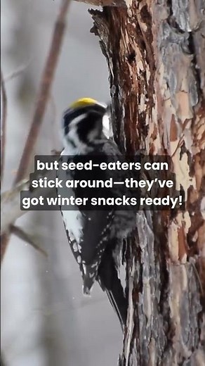 Why Some Birds Migrate — and Others Stay