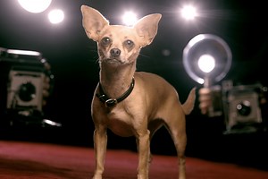 What Happened to Gidget, Taco Bell's Iconic Chihuahua?