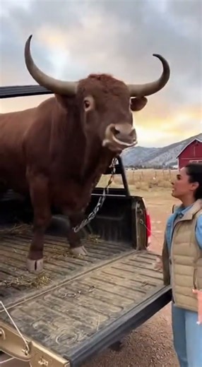 Cow gets angry😱😱