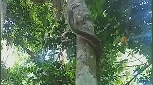 Beeindruckend: Python klettert einen Baum hoch