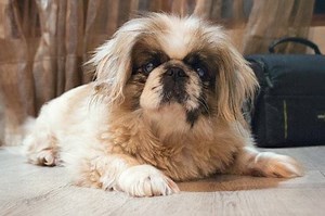 11 Things You Should Know About the Pekingese - Your Dog Advisor