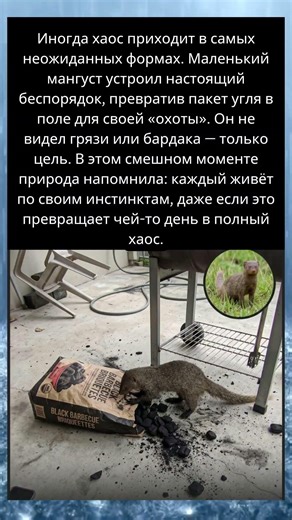 Мангуст устроил хаос на заднем дворе… причина оказалась неожиданной 😳