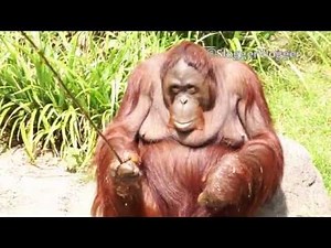 Orangutan Goes Fishing For A Stick