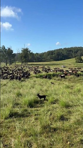The Muster New South Wales Australia