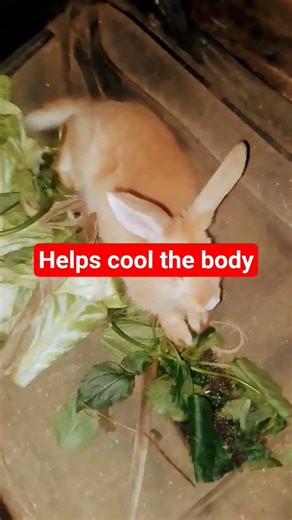 8. Rabbit Ears Control Body Heat 👂🔥#RabbitEars #FarmFacts #NatureShorts